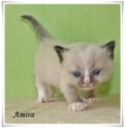 /album/amira/amira-4-hetes-004-jpg/